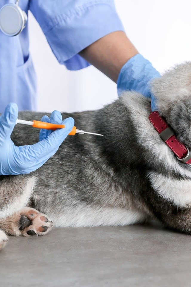 Cando implantar o microchip a unha mascota?