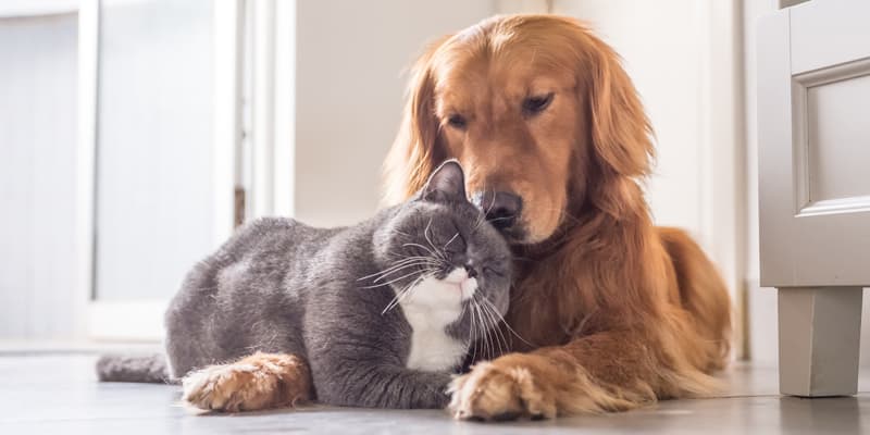 esterilización de perros en Lugo