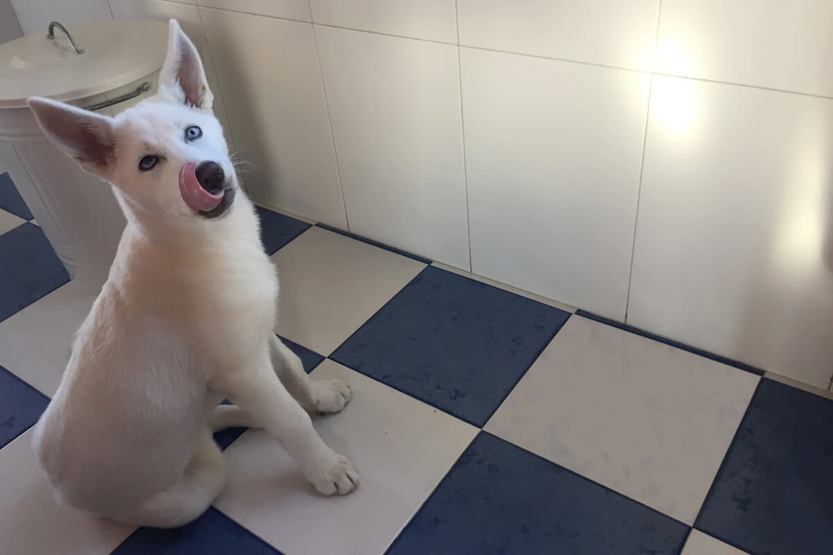 residencia de mascotas en Lugo