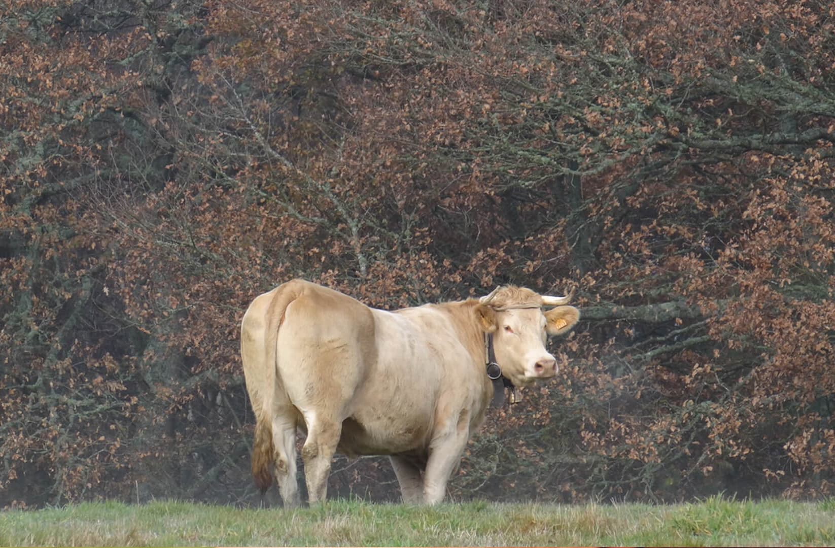 Cuidamos de tus animales de granja a domicilio