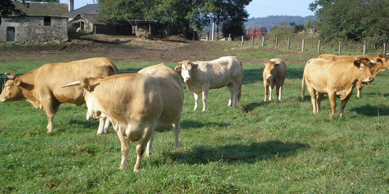 Veterinarios especializados en grandes animales