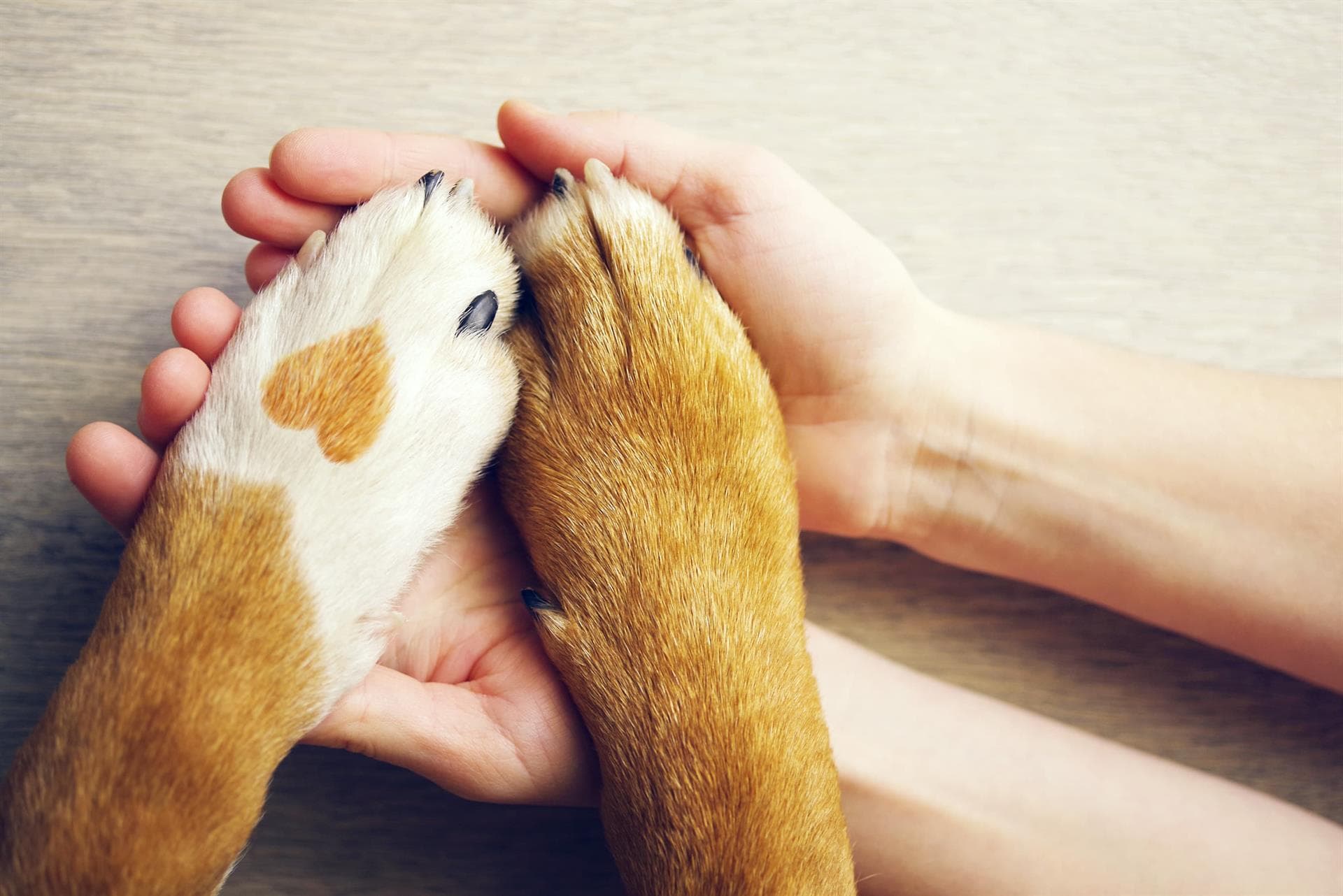 Asistencia sanitaria para tu mascota