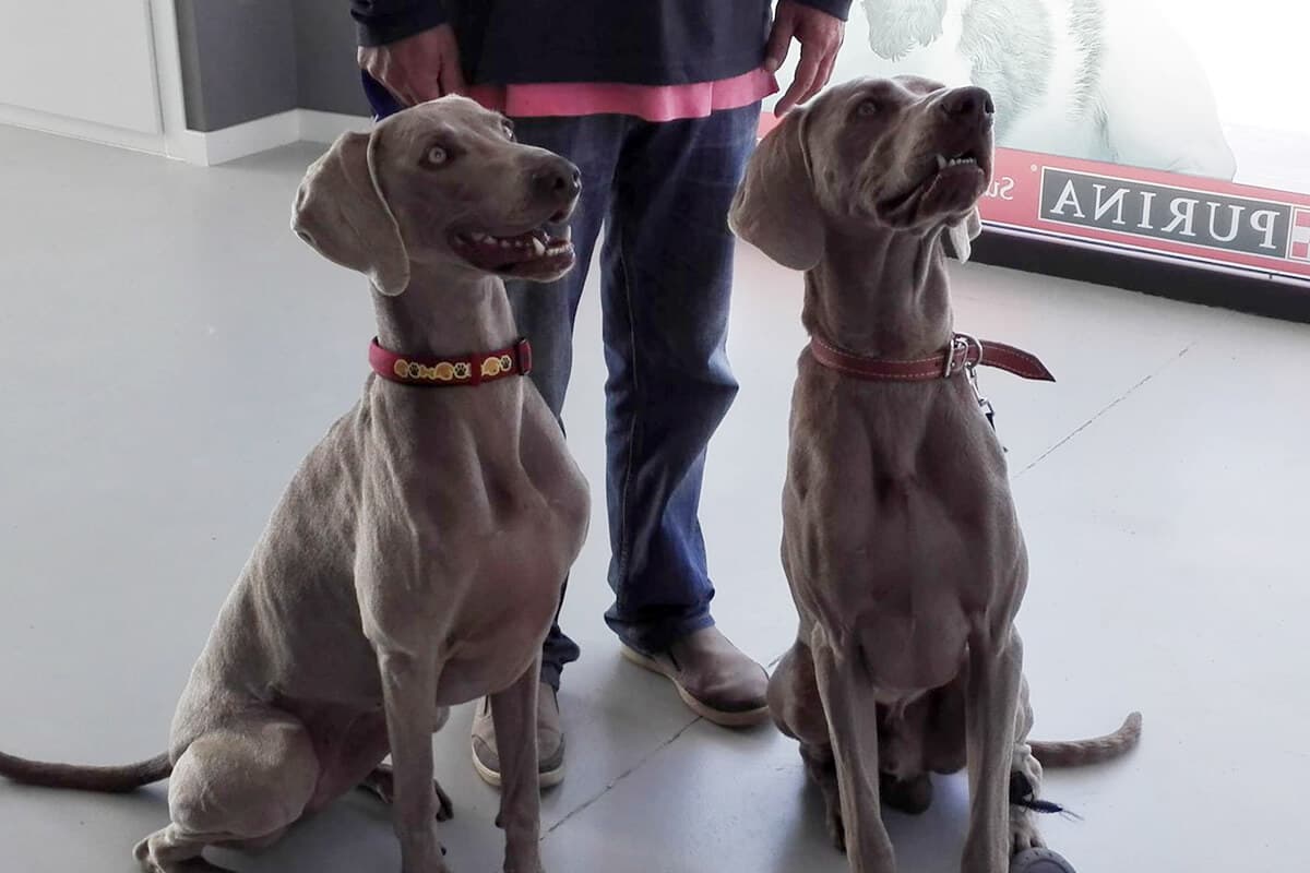 Veterinarios al cuidado de tus mascotas en Lugo