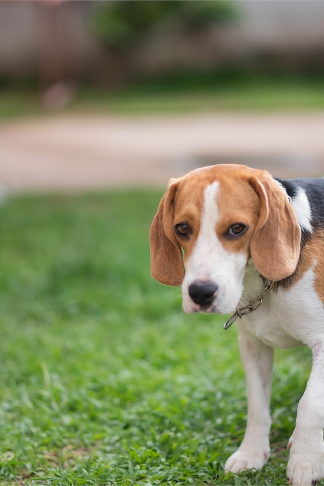 Residencia de mascotas en Lugo